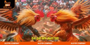 Đá gà mỹ
